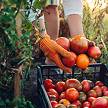 Basket of tomatoes and carrots with woman's hands picking them up.
