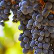 Bunch of grapes hanging from tree.