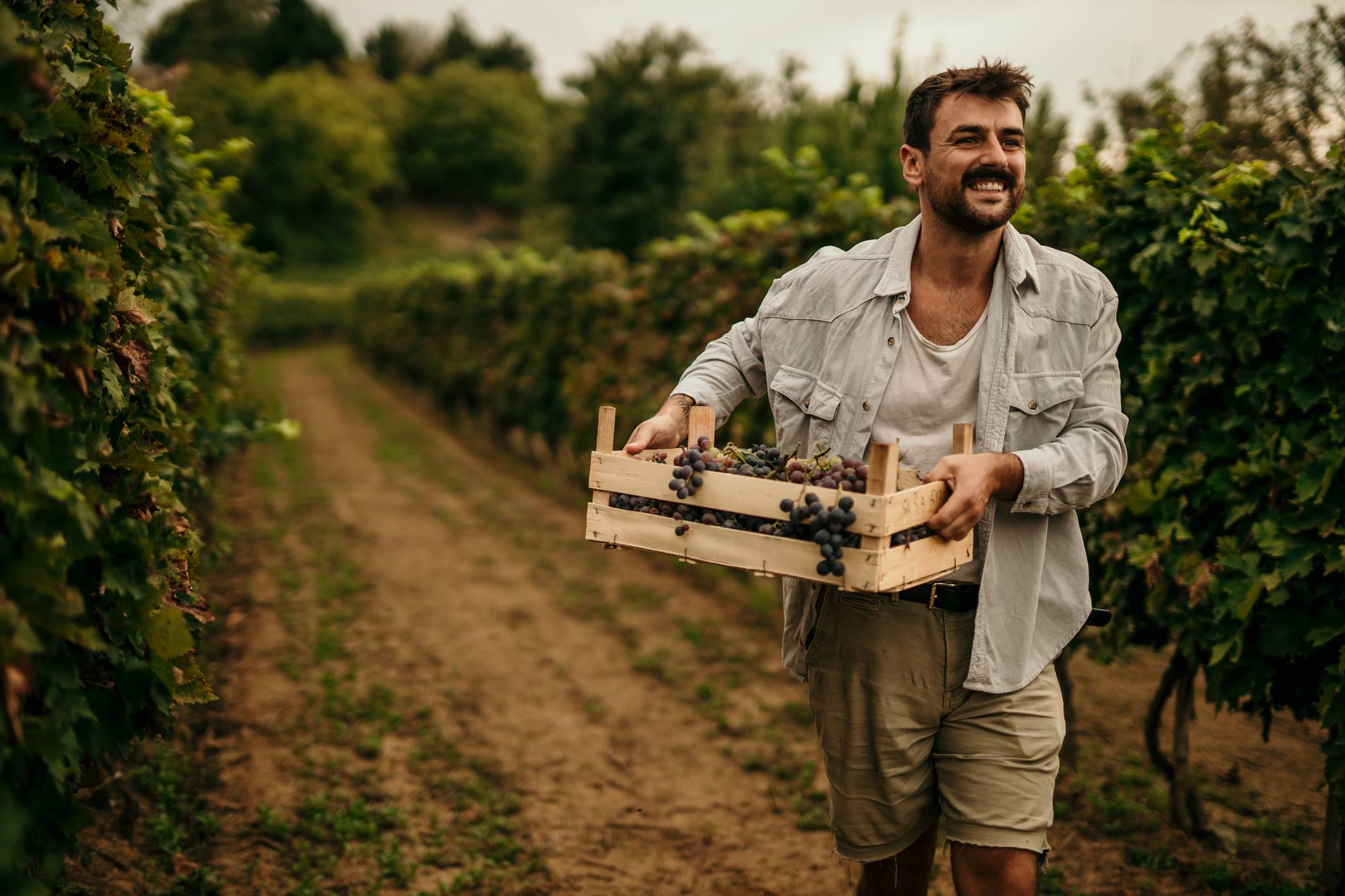 Man in shorts and button down carries box of grapes through a vineyard.